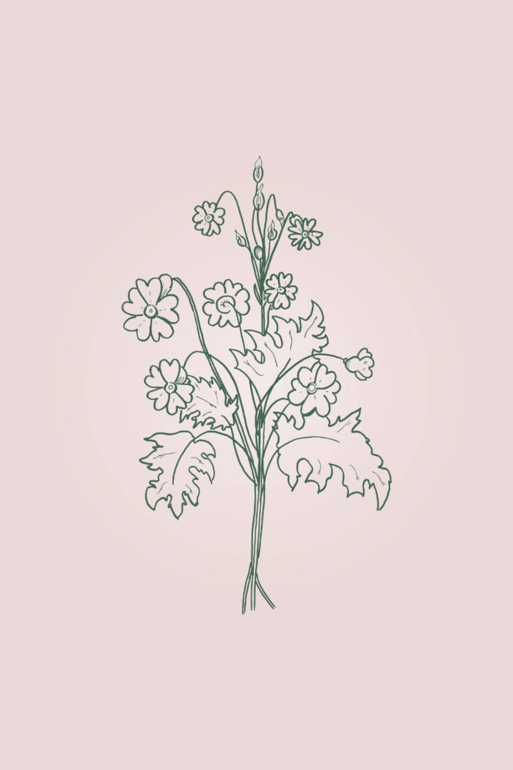 Minimalist Spring 桌布 壁紙 — 一幅精緻的線條畫，描繪一棵開花植物，帶有鋸齒狀葉子和花蕾，背景為柔和粉紅色。