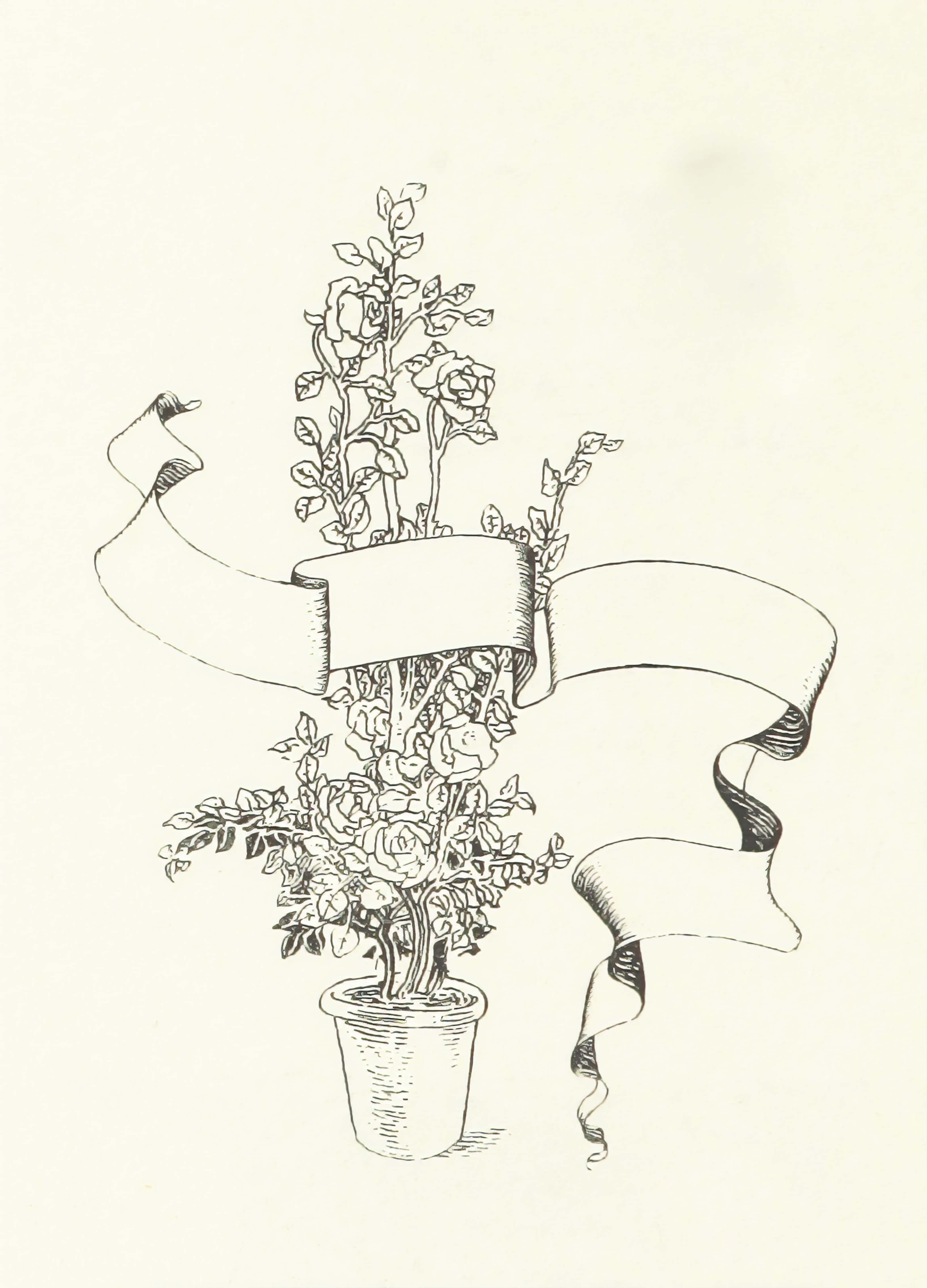 Drawing 桌布 壁紙 — 一幅精緻的線條畫，描繪一盆玫瑰叢，流動的絲帶纏繞其莖幹，背景為奶油色。