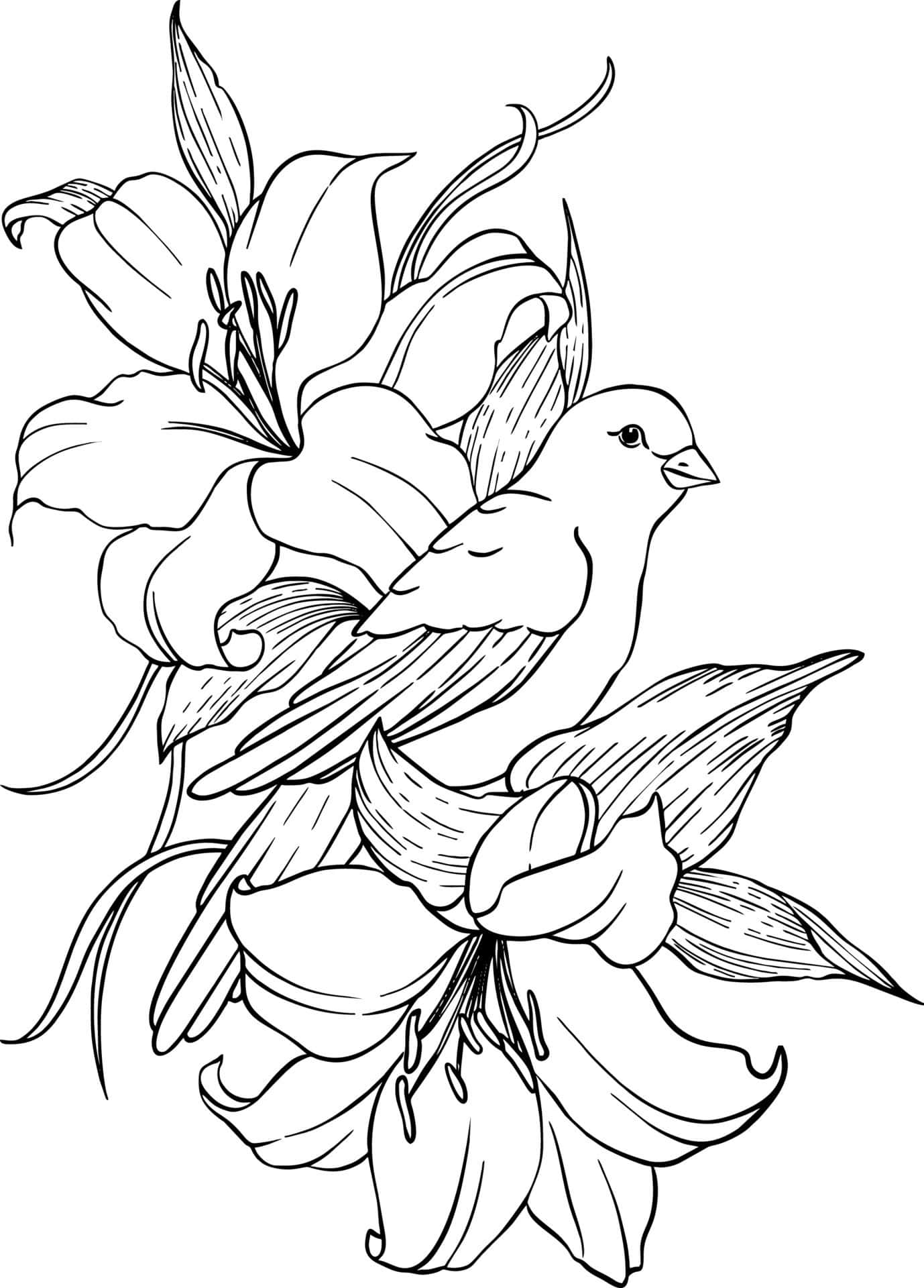 Black And White Drawings 桌布 壁紙 — 一幅精緻的線條畫，描繪了一隻鳥棲息在盛開的百合花叢中，羽毛和花瓣細節複雜。