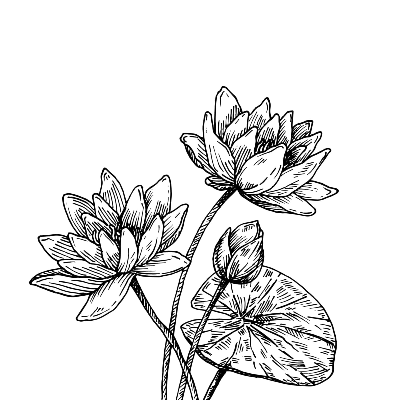 Black And White Drawing 桌布 壁紙 — 一幅精緻的黑白線條畫，描繪了兩朵盛開的蓮花和一個帶有大葉子的花蕾，長在纖細的莖上。