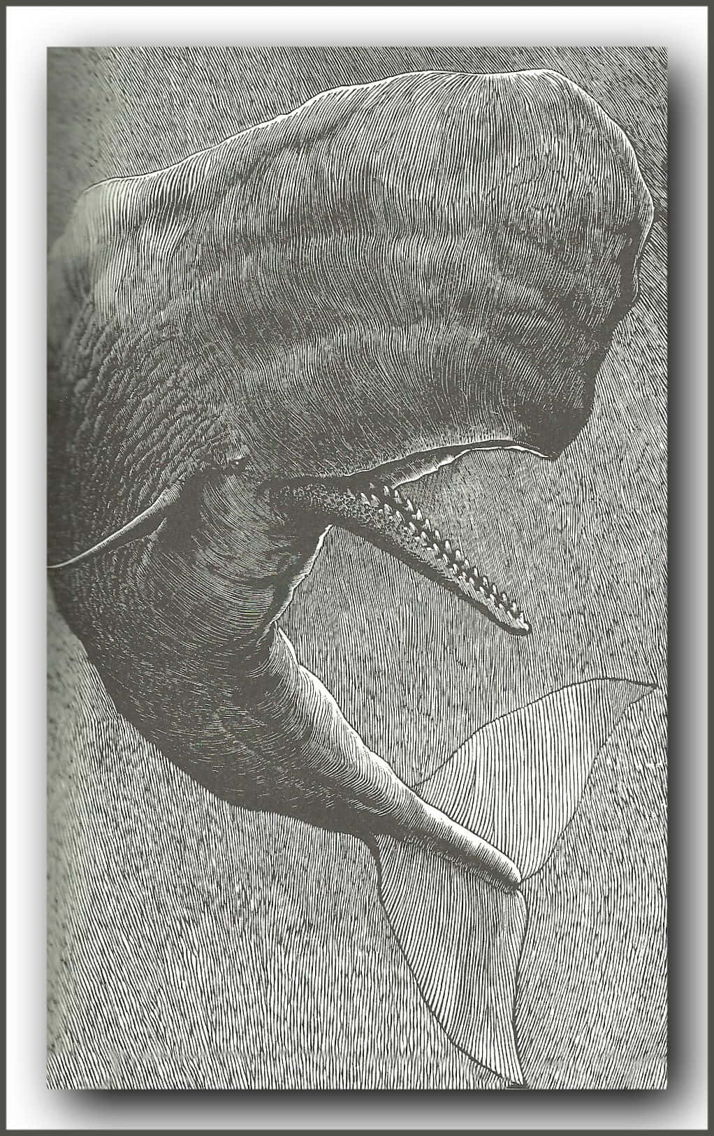 Sperm Whale 桌布 壁紙 — 一幅細緻的復古雕刻，描繪鯨魚的頭部和尾部從帶有紋理的水中浮現。