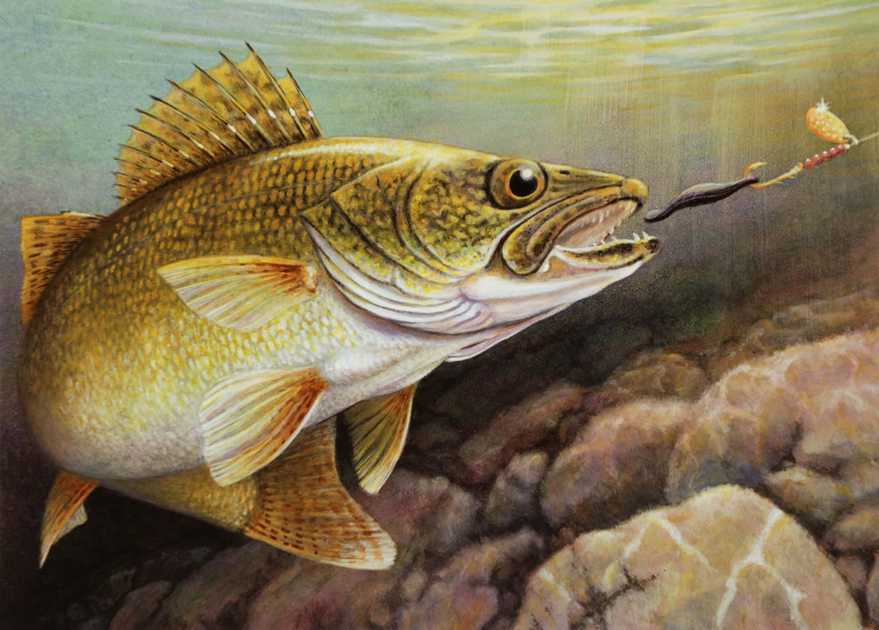 Walleye 桌布 壁紙 — 一幅詳細插圖，展示一條碧古魚在岩石河床附近的水中咬住魚餌的瞬間。