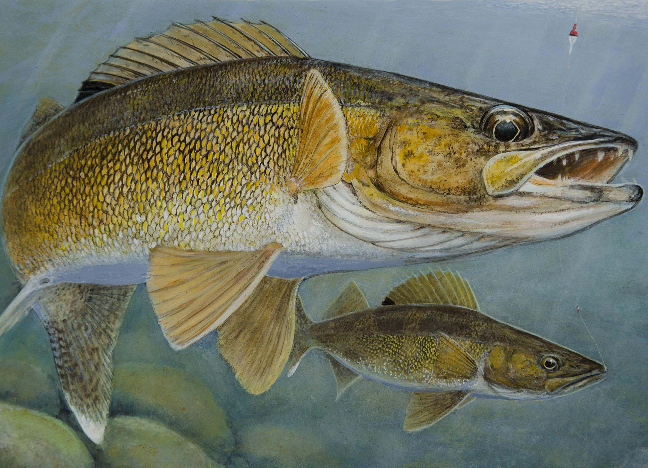 Walleye 桌布 壁紙 — 一幅詳細插圖，展示兩條白眼魚在岩石附近的水中游動，上方有一個釣魚誘餌。