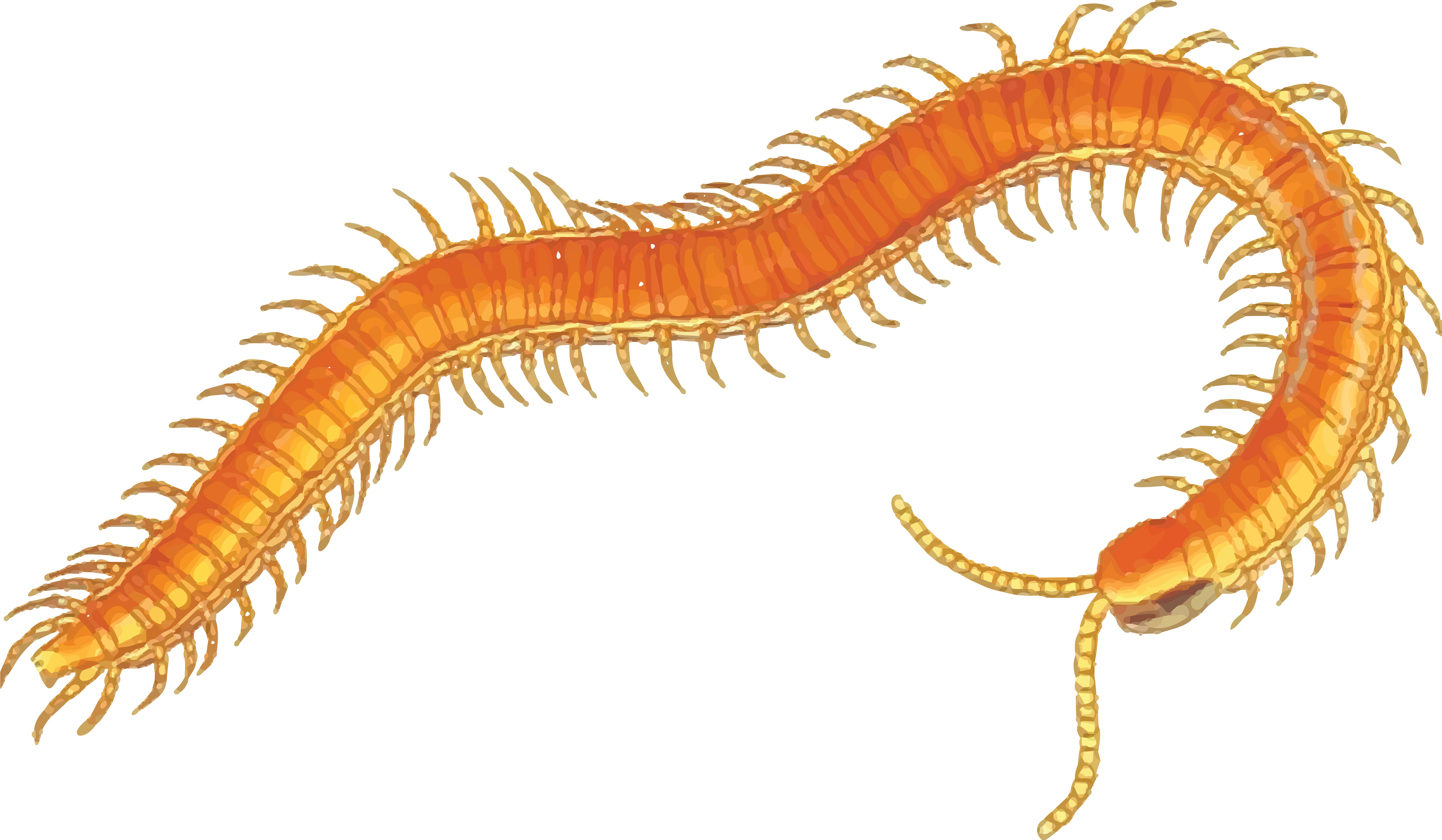 Centipede 桌布 壁紙 — 一幅詳細插圖，描繪一隻橙色蜈蚣，有無數條腿在黑色背景上蜷曲。