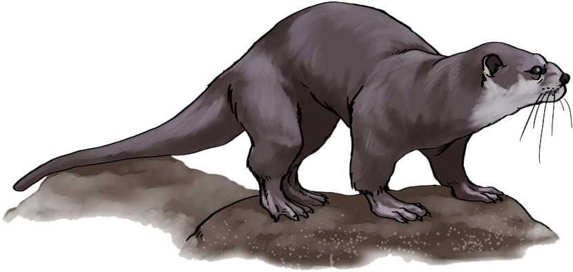 Otter 桌布 壁紙 — 一幅詳細插圖，描繪一隻灰色水獺警覺地站在岩石露頭上，鬍鬚在抽動。