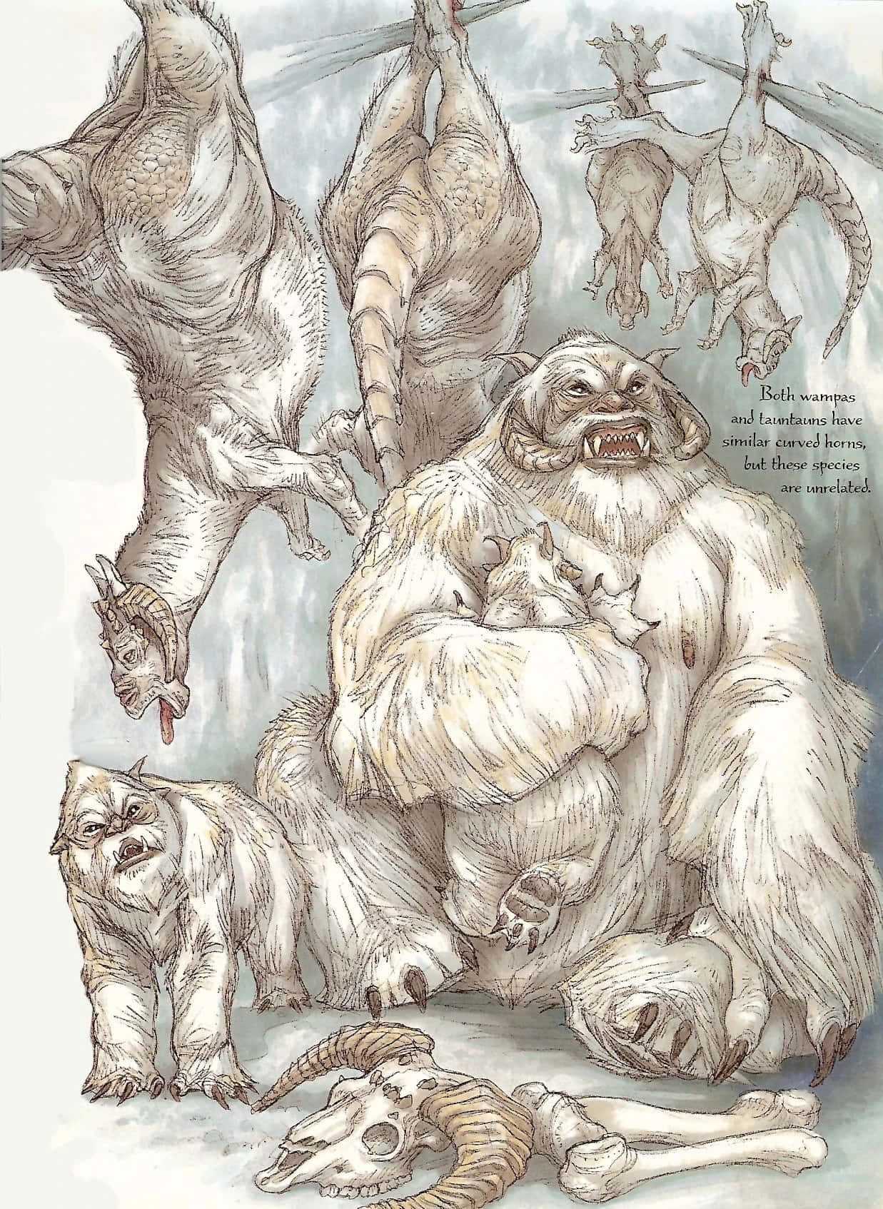 Wampa 桌布 壁紙 — 一幅詳細插圖，描繪一隻長有彎曲角的大型毛茸茸野獸，以及一些較小的生物在雪景中倒掛著。