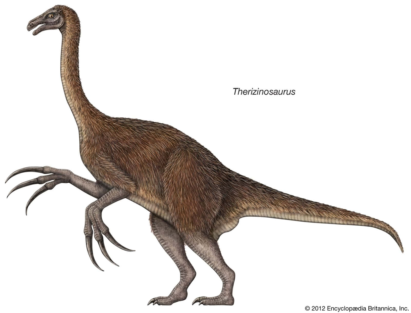 Dino 桌布 壁紙 — 一幅詳細插圖，描繪一隻長有長爪和羽毛棕色身體的鐮刀龍，在純白色背景上高高站立。
