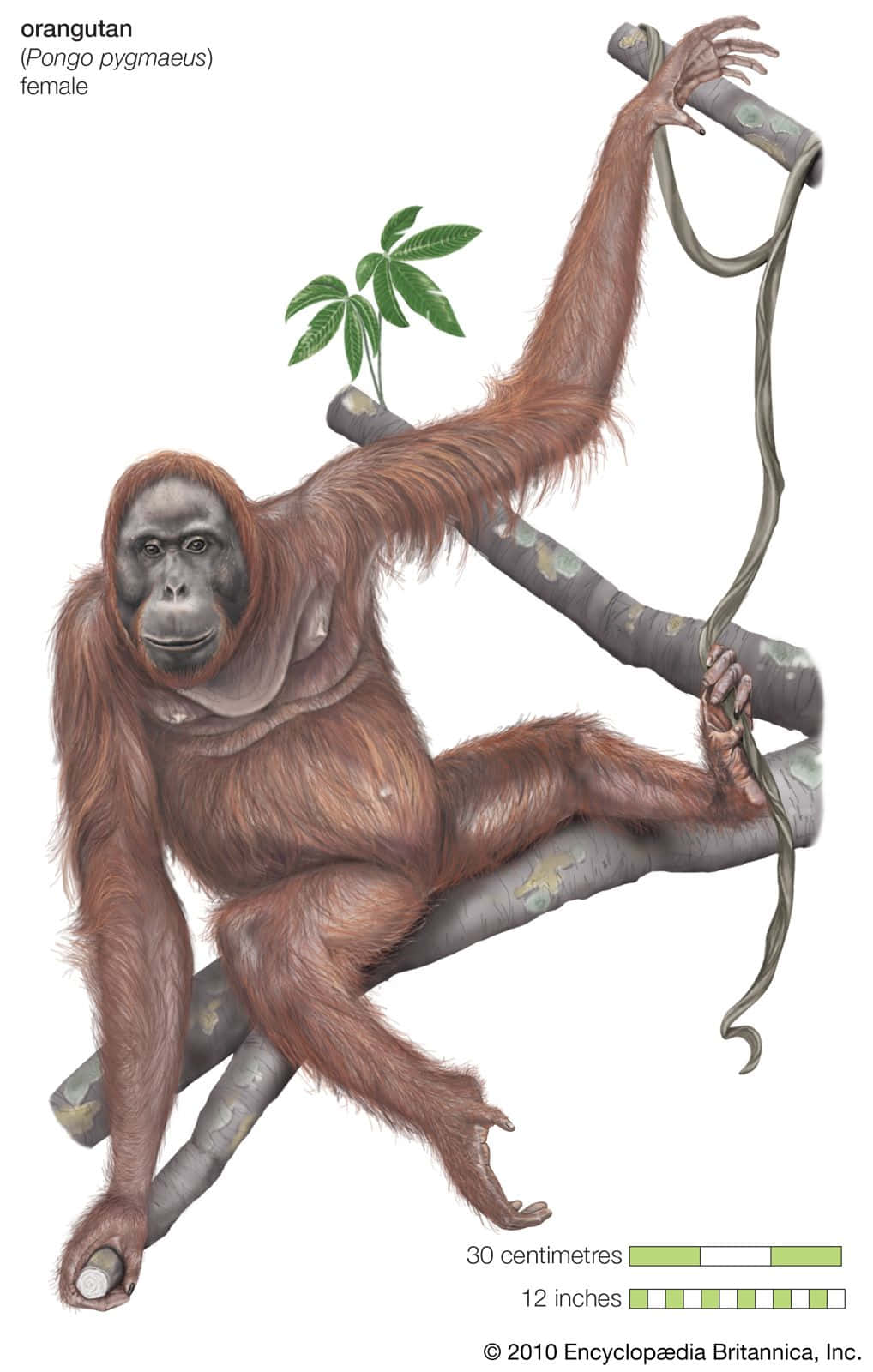 Ape 桌布 壁紙 — 一幅詳細插圖，描繪一隻雌性紅毛猩猩用長臂和濃密的紅棕色毛髮抓緊樹枝。