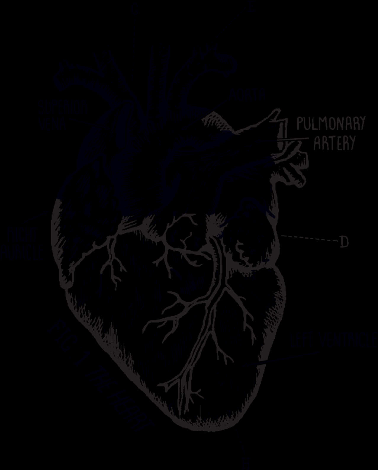 Heart Tattoo 桌布 壁紙 — 一幅詳細的人類心臟解剖插圖，在深色背景上標有各部分名稱。