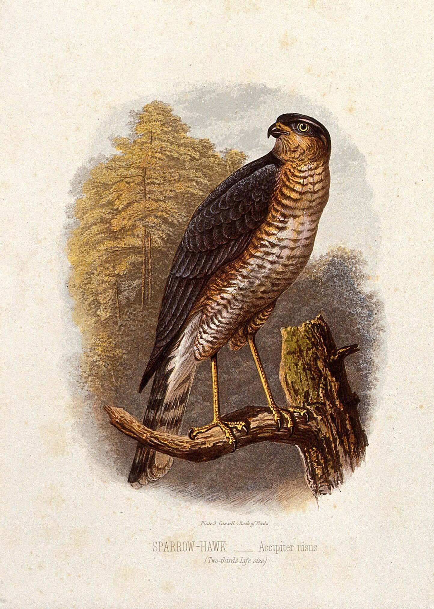 Sparrow Hawk 桌布 壁紙 — 一幅詳細的復古插圖，描繪一隻雀鷹棲息在彎曲的樹枝上，背景是柔和陰影的森林。