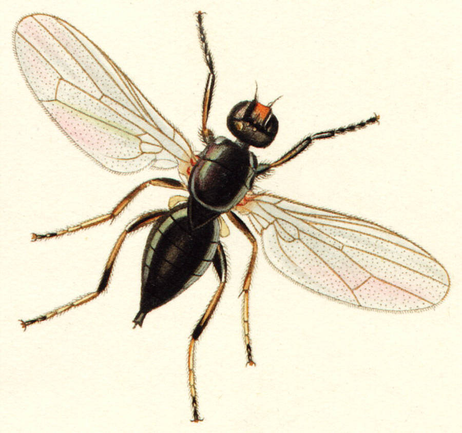 fly 桌布 壁紙 — 一幅詳細的復古插圖，描繪了一隻黑色蒼蠅，擁有半透明的翅膀和橙色尖端的觸角，背景為奶油色。
