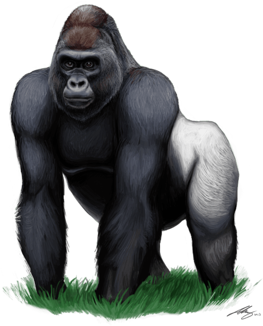 Gorilla 桌布 壁紙 — 一幅詳細的插圖，描繪一隻銀背大猩猩站在草地上，眼神專注，體格強壯。