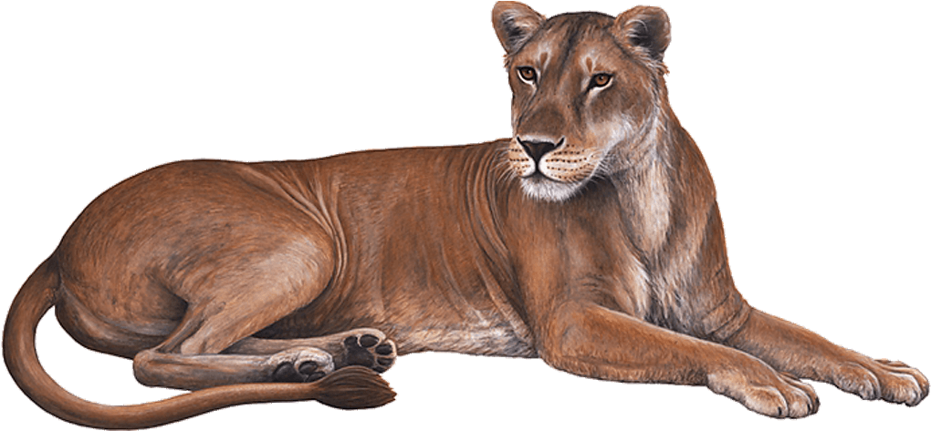 Lioness 桌布 壁紙 — 一幅詳細的插圖，描繪一頭母獅在透明背景上平靜地休息，擁有柔軟的棕色毛髮和警覺的目光。