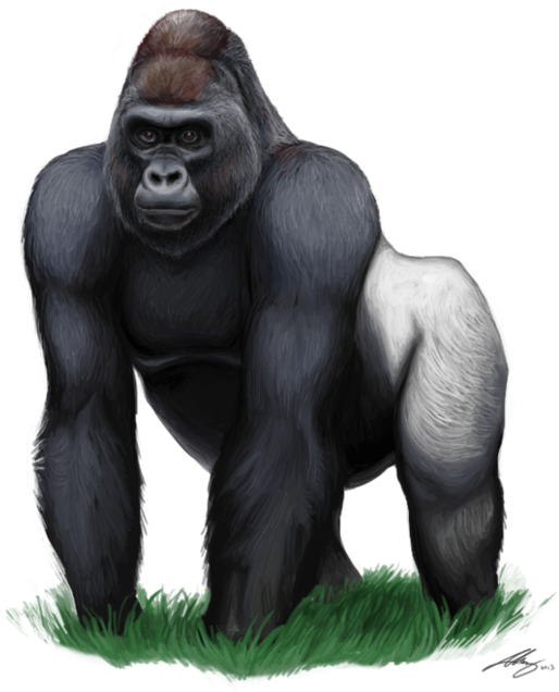 Gorilla 桌布 壁紙 — 一幅詳細的數位插圖，描繪一隻銀背大猩猩站在黑色背景前的綠色草地上。