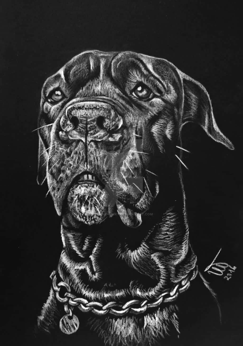 卡斯羅犬 桌布 壁紙 — 一幅詳細的木炭素描，描繪一隻戴著鏈條項圈的大型犬，背景為黑色。