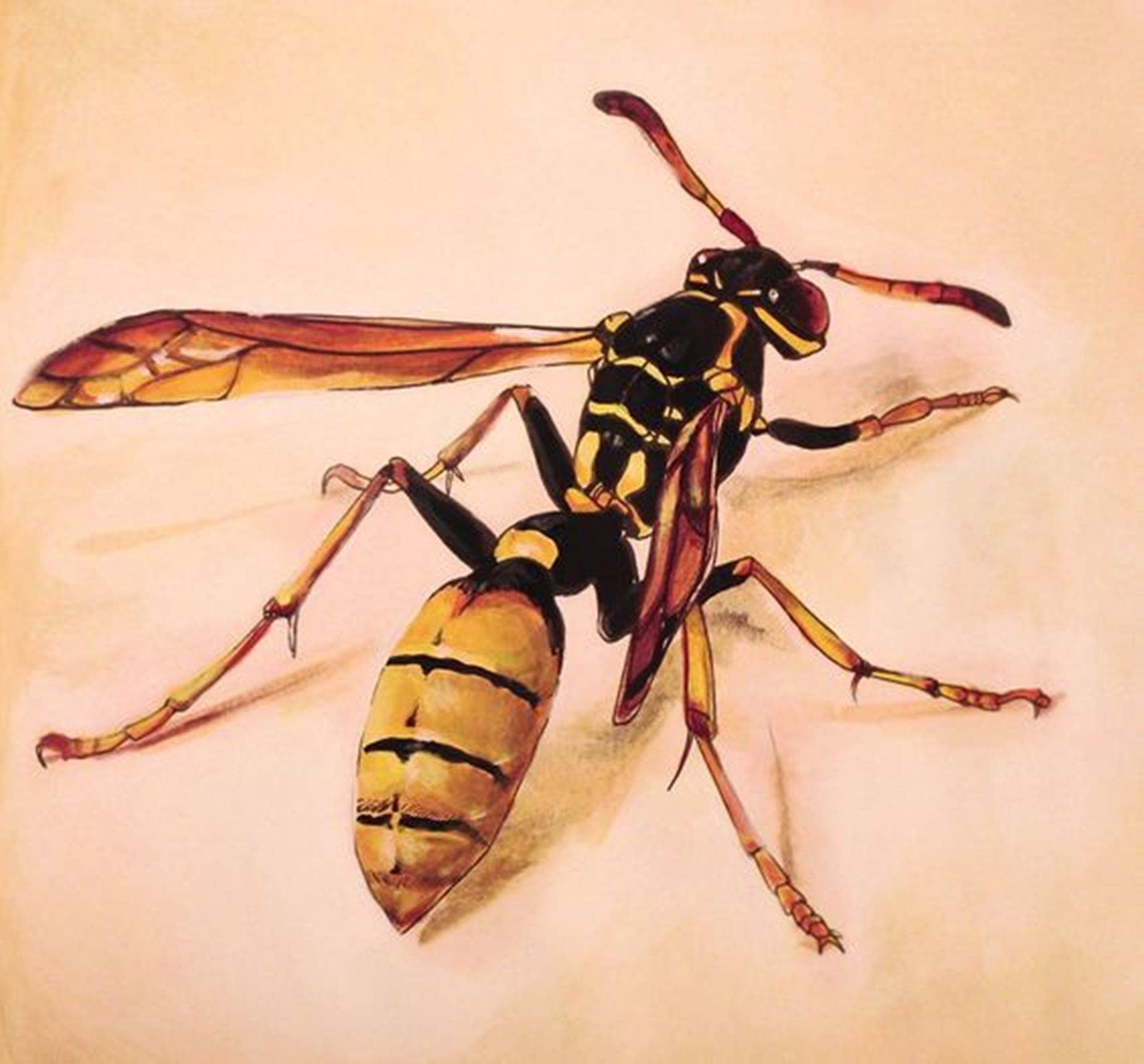 Bee 桌布 壁紙 — 一幅詳細的水彩插圖，描繪一隻帶有黃黑條紋和半透明翅膀的黃蜂，背景為柔和的米色。