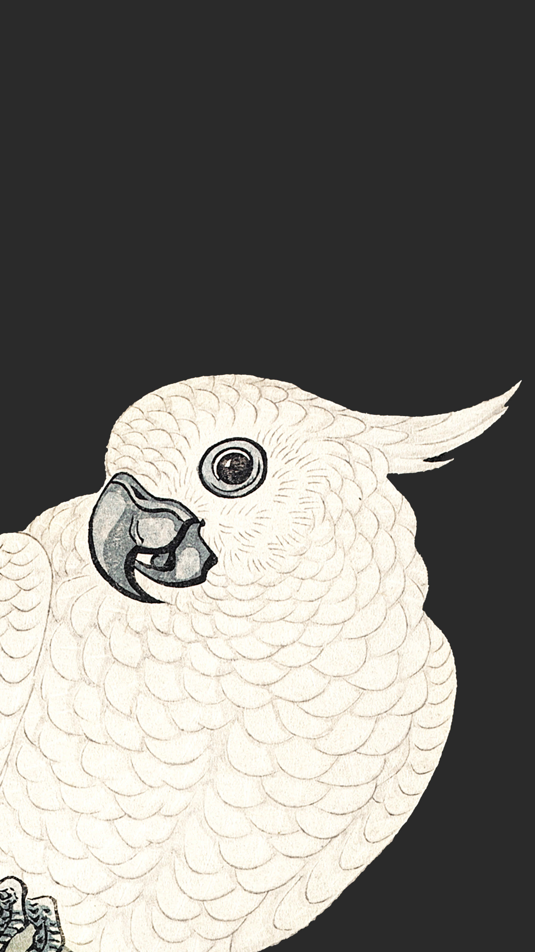 parrot 桌布 壁紙 — 一幅詳細的線條畫，描繪了一隻白色鳳頭鸚鵡，擁有彎曲的喙和冠羽，背景為純黑色。