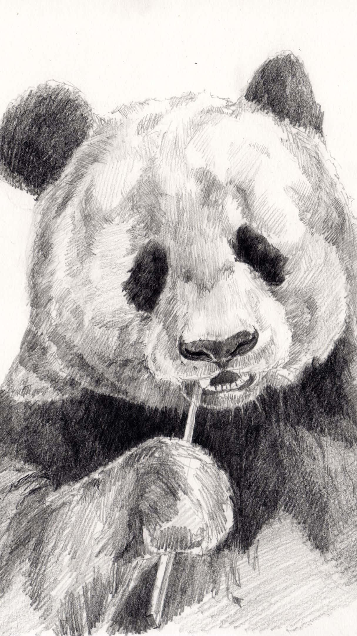 1215x2160 桌布 壁紙 — 一幅詳細的鉛筆素描，描繪一隻熊貓專注地抱著並啃咬竹莖。