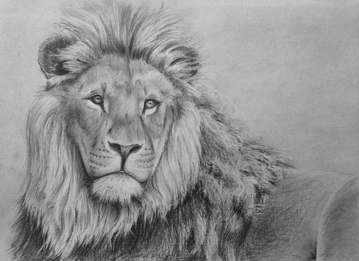 Lion Head 桌布 壁紙 — 一幅詳細的鉛筆素描，描繪一頭雄偉的雄獅，擁有濃密的鬃毛，在純色背景下直視前方，眼神銳利。