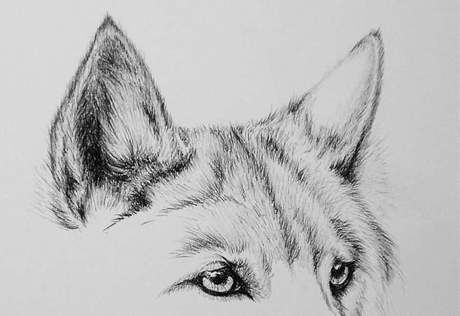 Wolf Eyes 桌布 壁紙 — 一幅詳細的鉛筆素描，描繪狼的銳利目光和尖耳朵，背景簡潔。