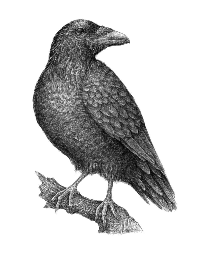 Raven 桌布 壁紙 — 一幅詳細的黑白插圖，描繪一隻烏鴉棲息在扭曲的樹枝上，羽毛有紋理，喙尖銳。