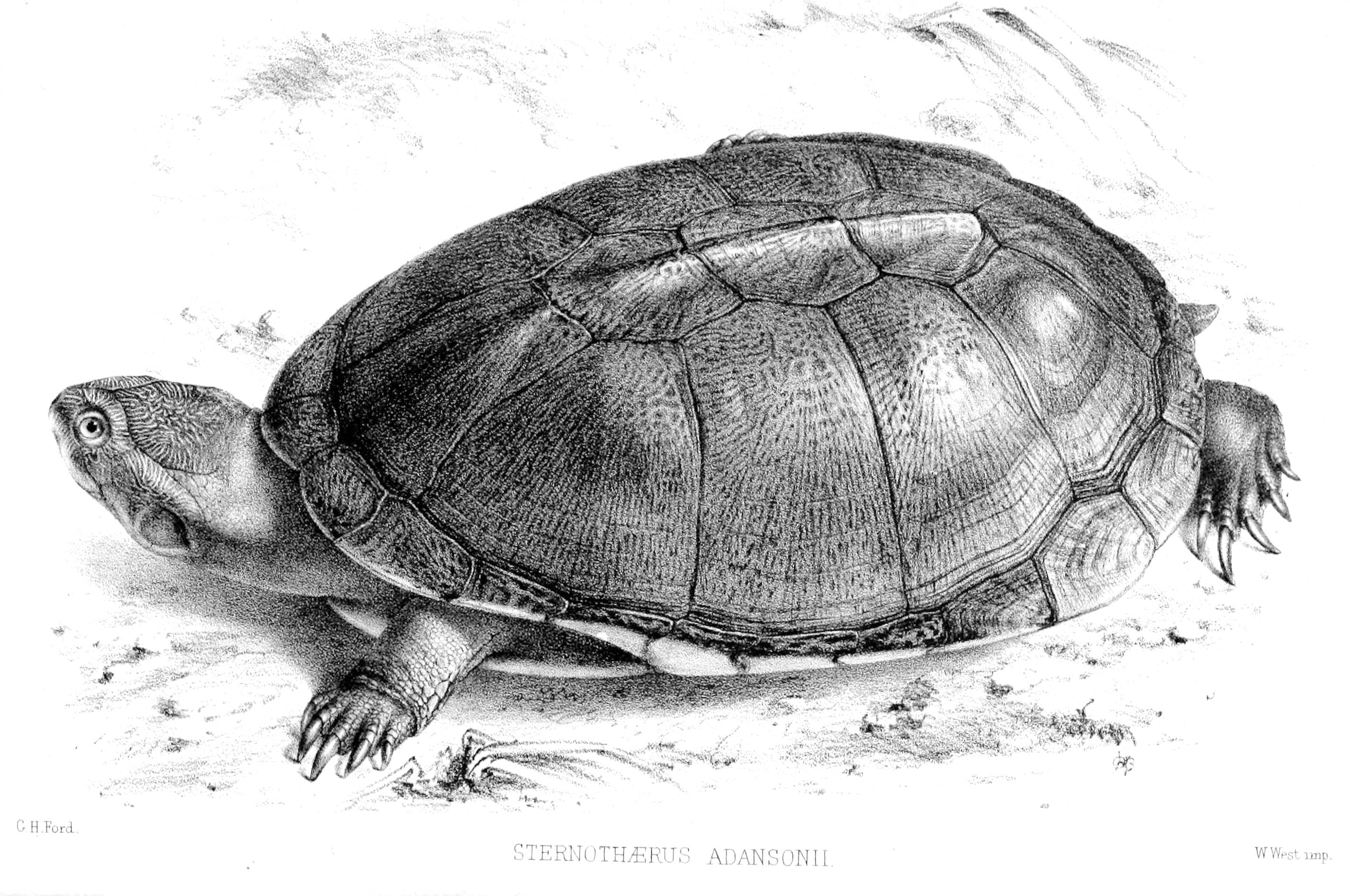 Turtle 桌布 壁紙 — 一幅詳細的黑白插圖，描繪沙地上的Sternotherus adansonii龜，帶有紋理的龜殼和爪子。