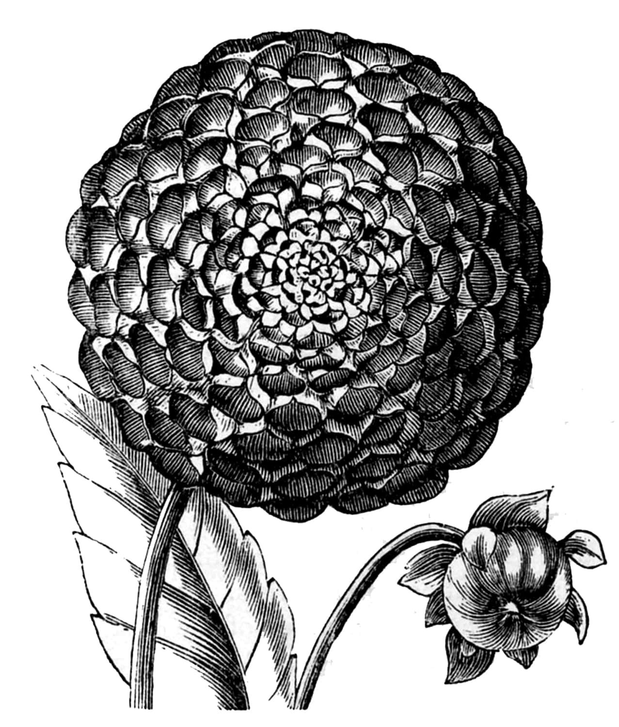 Black And White Drawings 桌布 壁紙 — 一幅詳細的黑白植物插圖，描繪一朵帶紋理的大花和旁邊一個較小的花蕾。