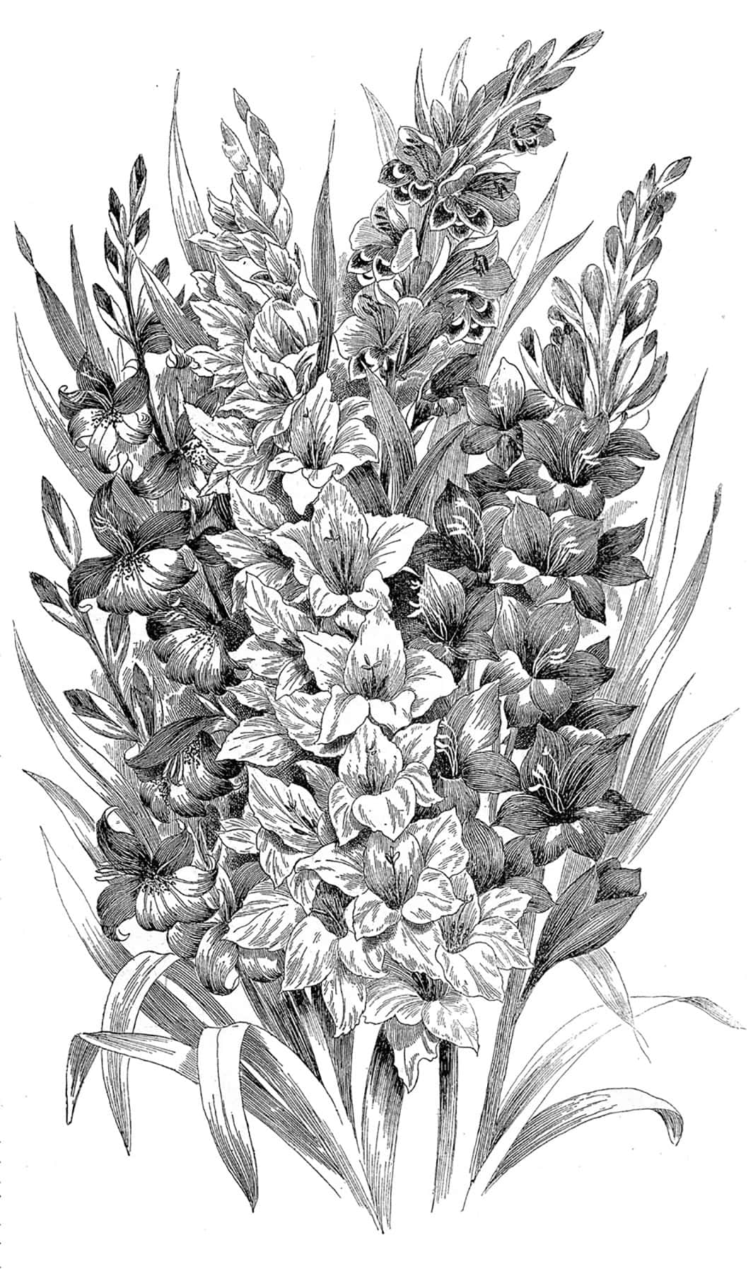 Black And White Drawings 桌布 壁紙 — 一幅詳細的黑白植物插圖，描繪了一簇密集的劍蘭花，帶有複雜的陰影和長葉。