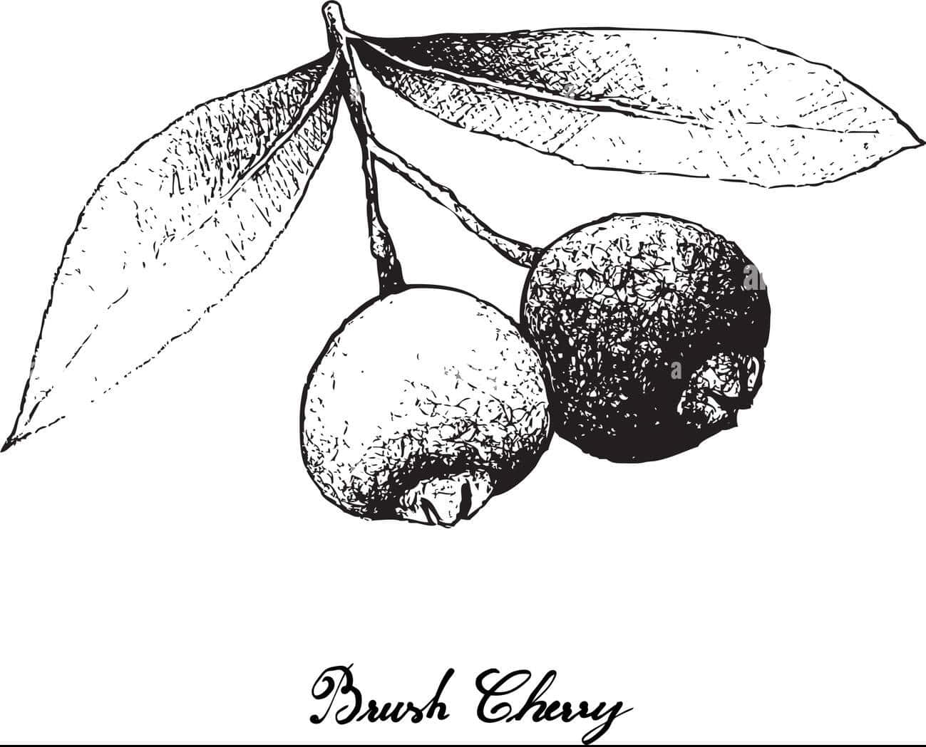Fruit 桌布 壁紙 — 一幅詳細的黑白素描，描繪了兩顆刷子櫻桃，帶有紋理的葉子從莖上垂下。