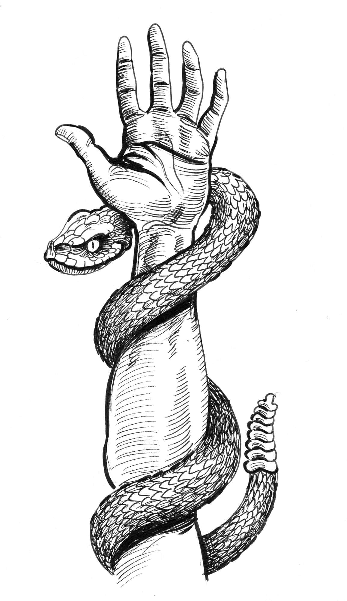 Black And White Drawing 桌布 壁紙 — 一幅詳細的黑白線條畫，描繪一條蛇纏繞著人類手臂，手掌張開並舉起。