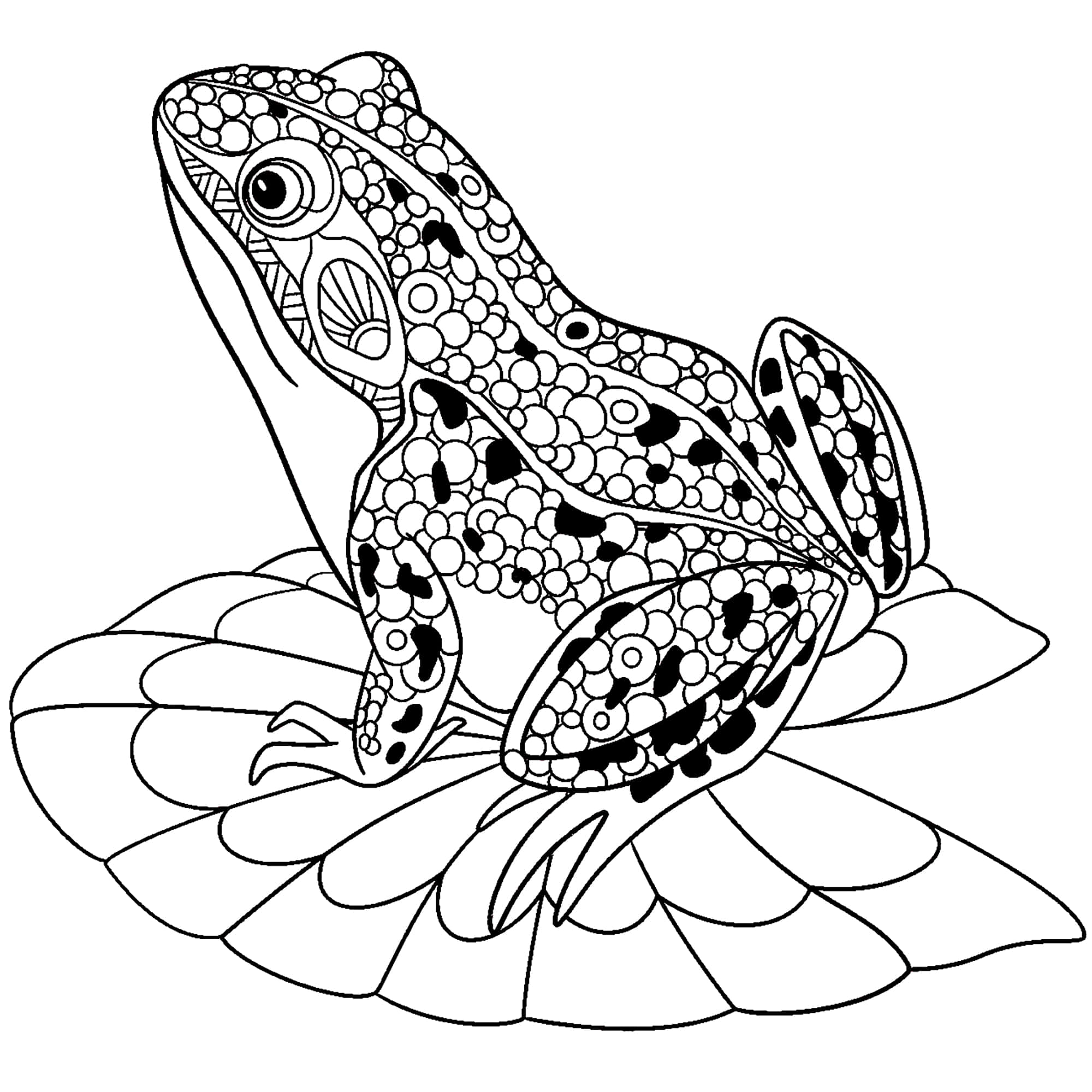 Frog Drawing 桌布 壁紙 — 一幅詳細的黑白線條畫，描繪一隻裝飾著複雜圓形圖案的青蛙棲息在荷葉上。