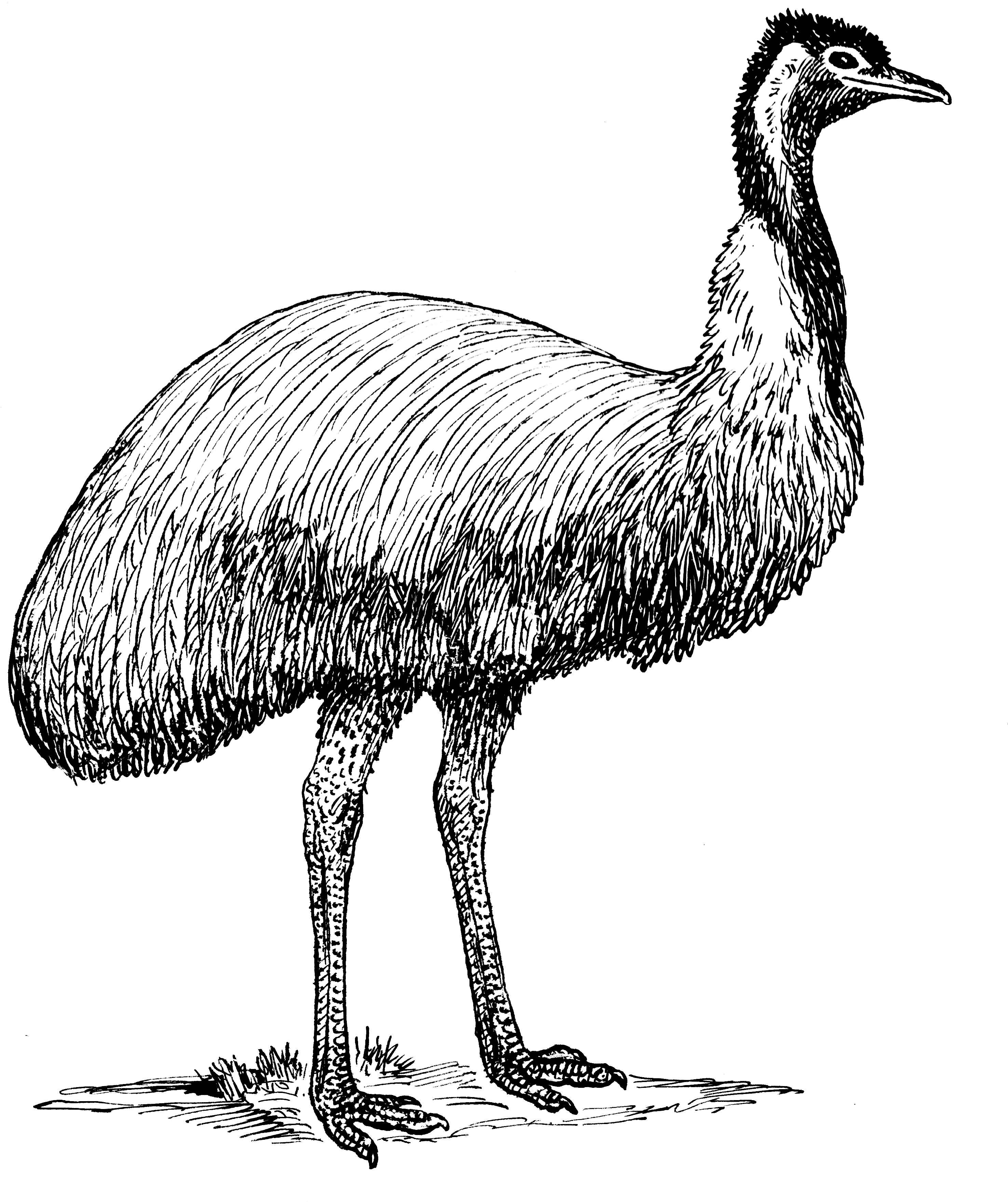鳥 桌布 壁紙 — 一幅詳細的黑白線條畫，描繪一隻鴯鶓高高站立在純黑色背景上。
