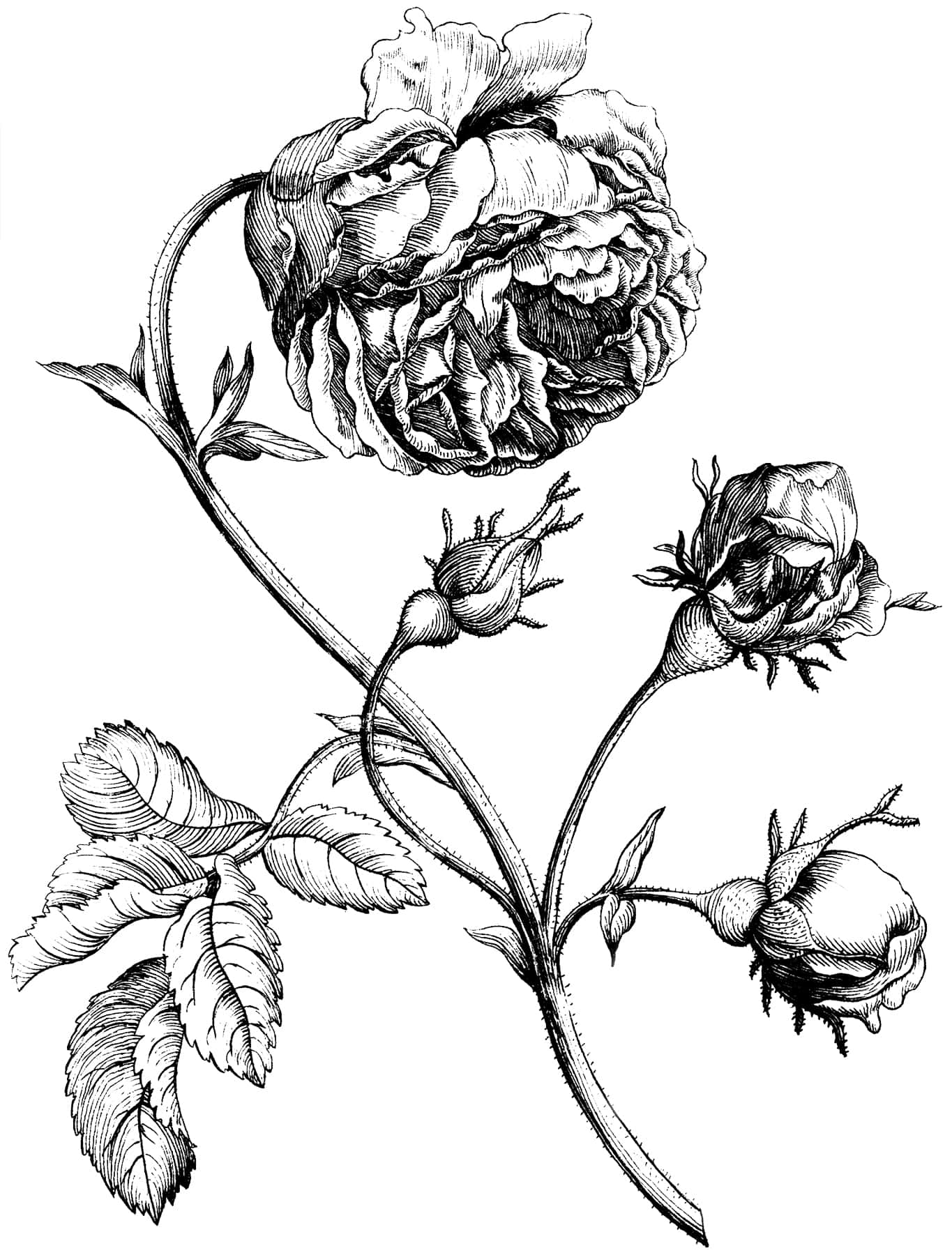 黑色藝術 桌布 壁紙 — 一幅詳細的黑白線條畫，描繪了一株玫瑰叢，帶有一朵盛開的花和三個花蕾，長在彎曲的莖上並有葉子。