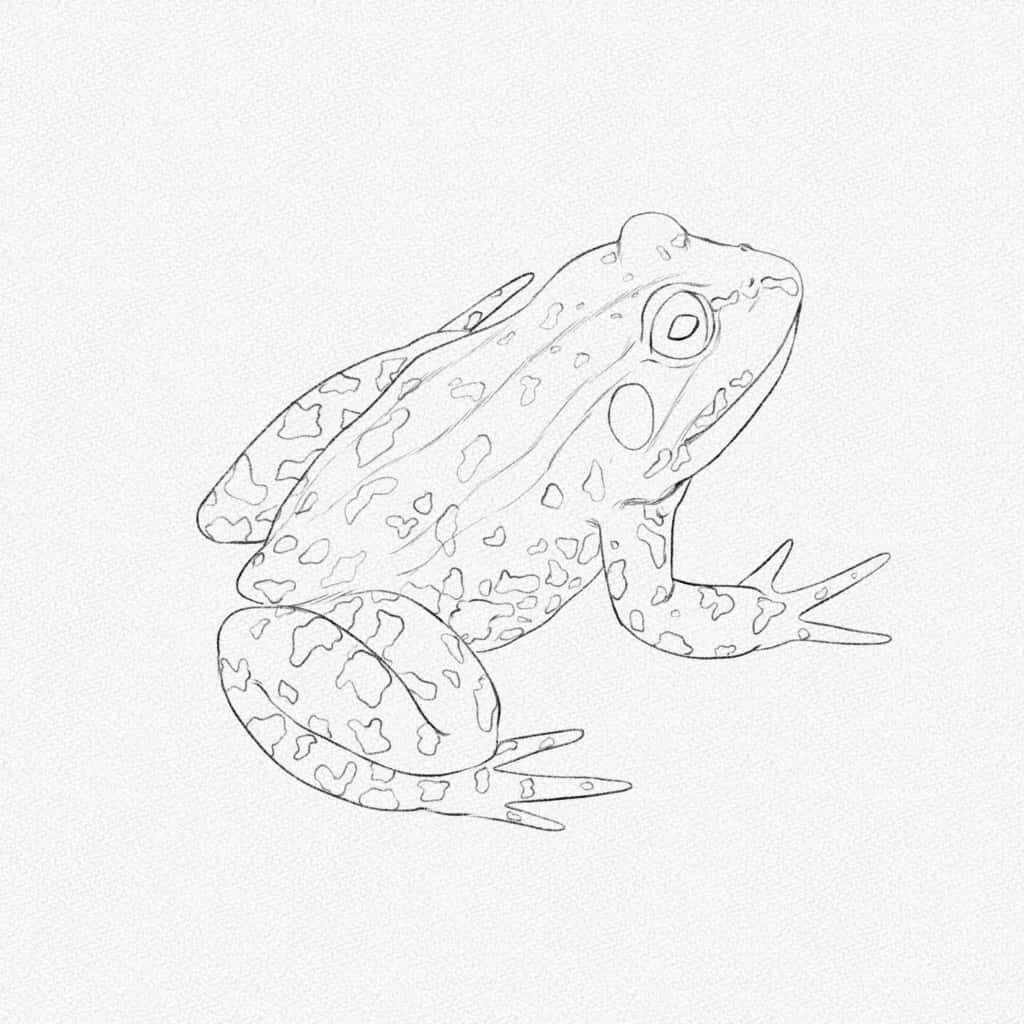 Frog Drawing 桌布 壁紙 — 一幅詳細的黑白線條畫，描繪了一隻帶有紋理皮膚圖案的青蛙，背景為純色。