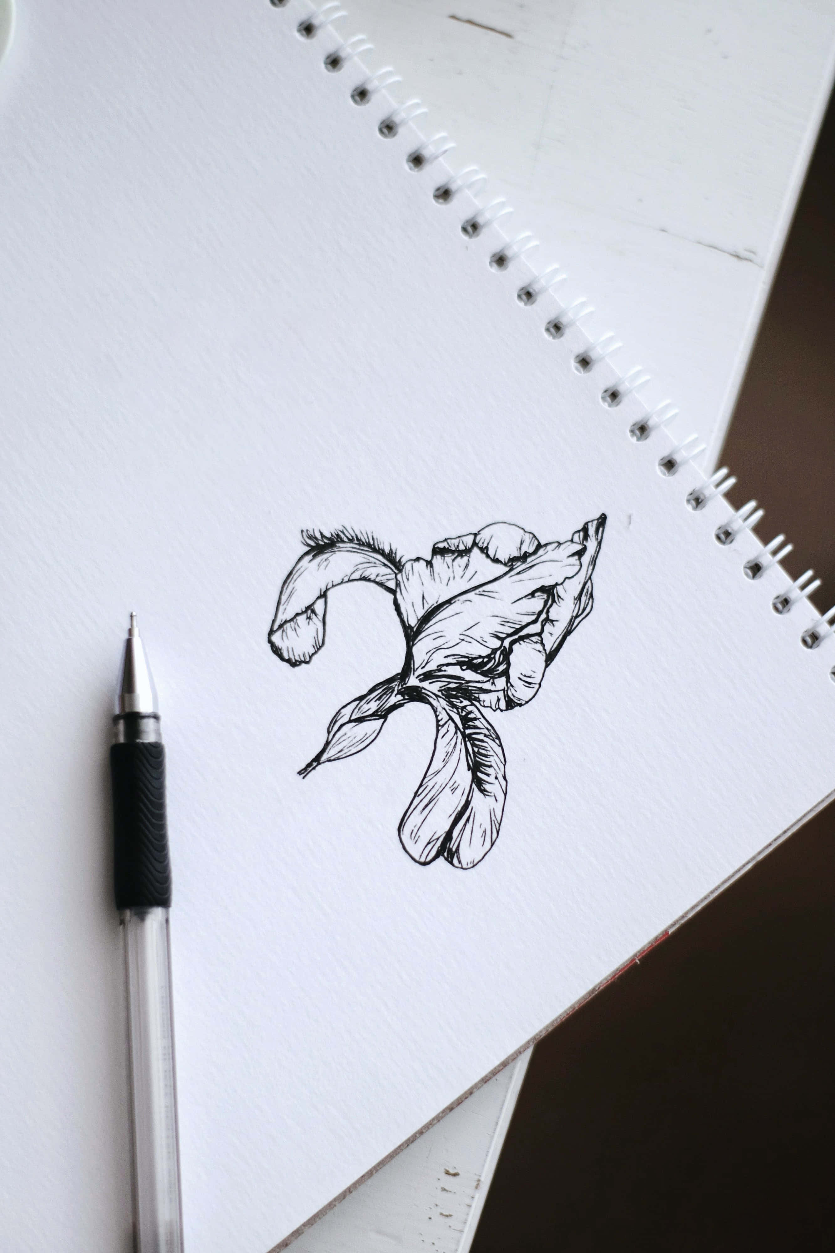 Drawing 桌布 壁紙 — 一幅詳細的黑色墨水鳶尾花素描，畫在有紋理的白色筆記本紙上，旁邊放著一支筆。