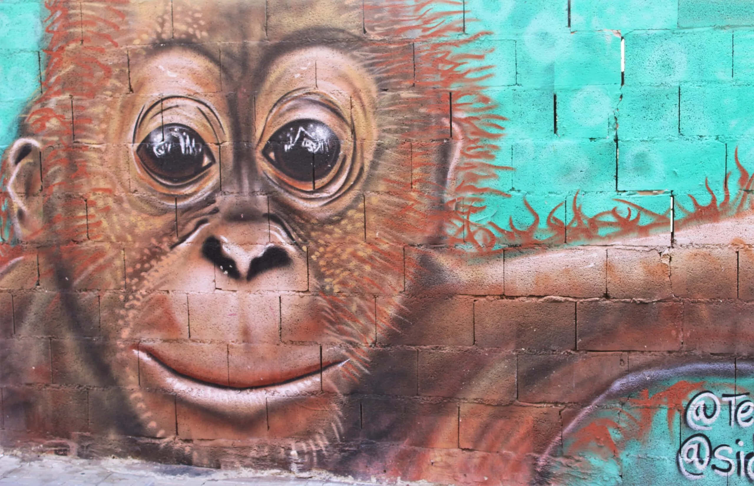 Graffiti Art 桌布 壁紙 — 一幅超寫實的塗鴉壁畫，描繪了一隻大眼睛的嬰兒猩猩，畫在風化的磚牆上，背景為藍綠色。