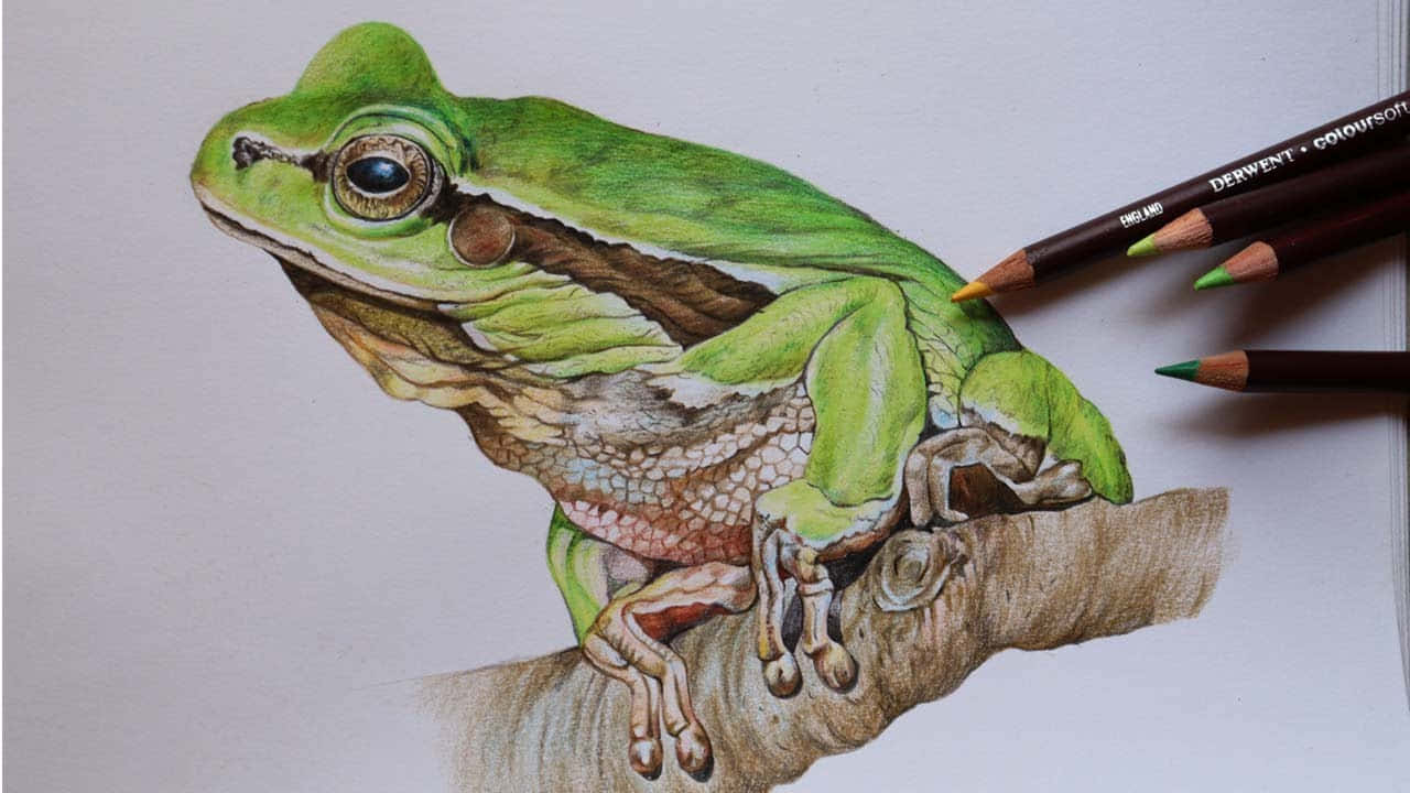 Frog Drawing 桌布 壁紙 — 一幅超寫實的彩色鉛筆畫，描繪一隻綠色樹蛙棲息在樹枝上，旁邊放著Derwent鉛筆。