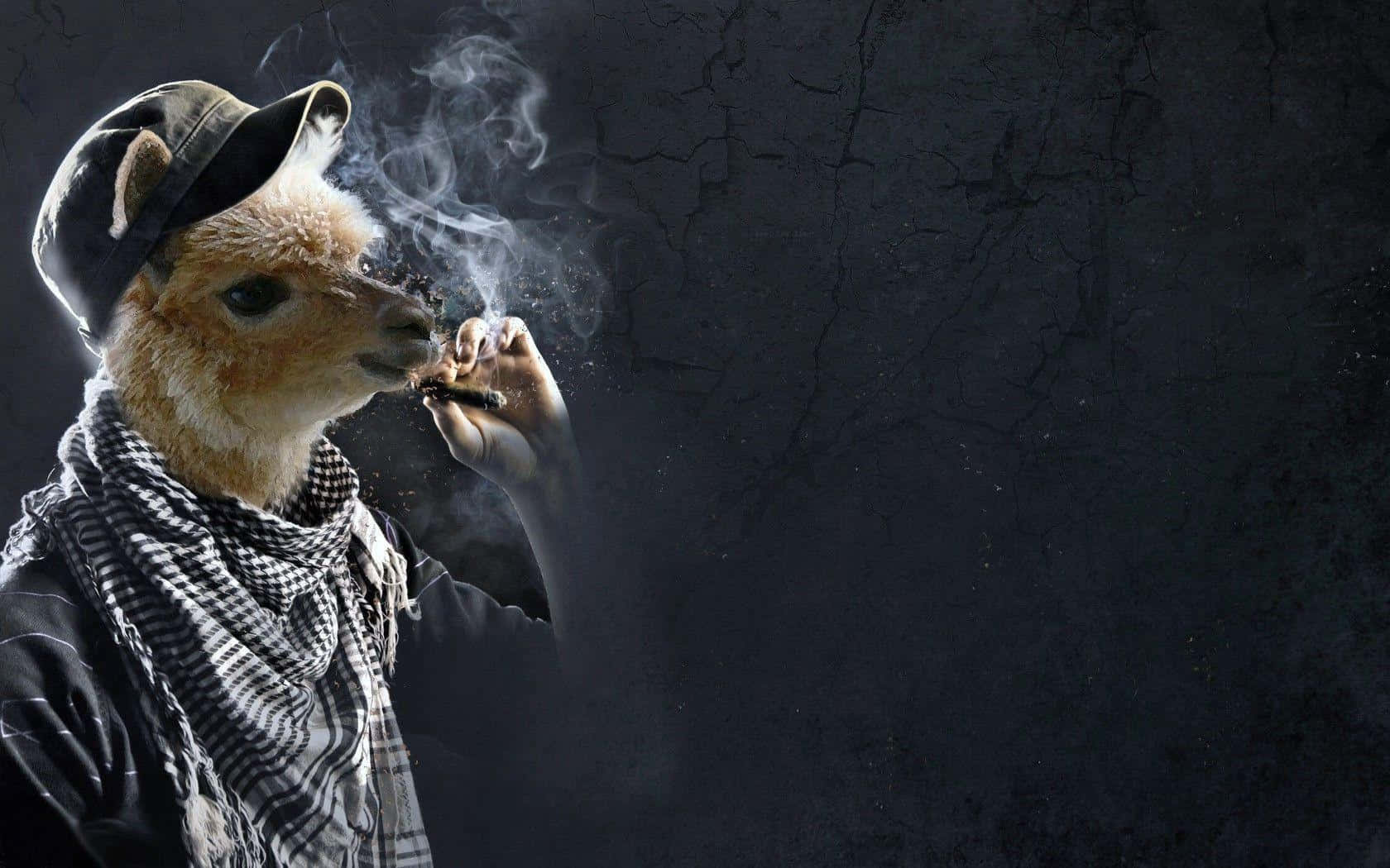 動物 桌布 壁紙 — 一幅超現實的肖像畫，描繪一隻戴著帽子和圍巾的羊駝，在裂開的暗牆前抽煙。
