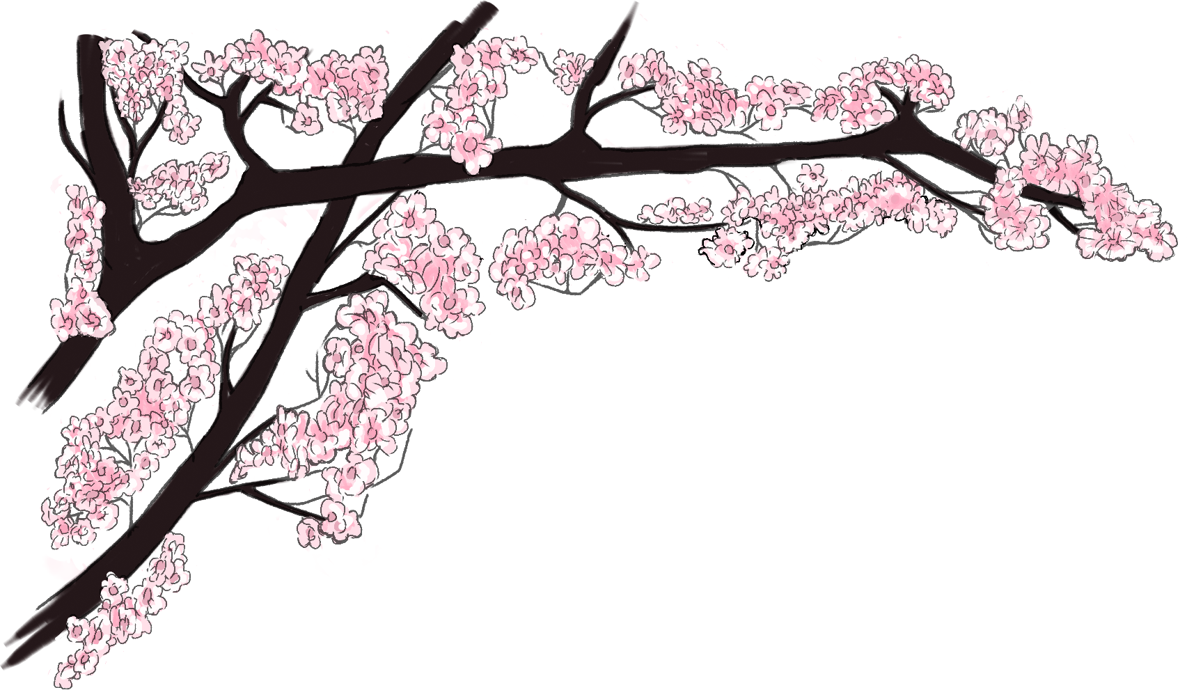 櫻花樹 桌布 壁紙 — 一幅風格化的插圖，描繪了在純黑背景上帶有粉紅色花朵的櫻花枝。