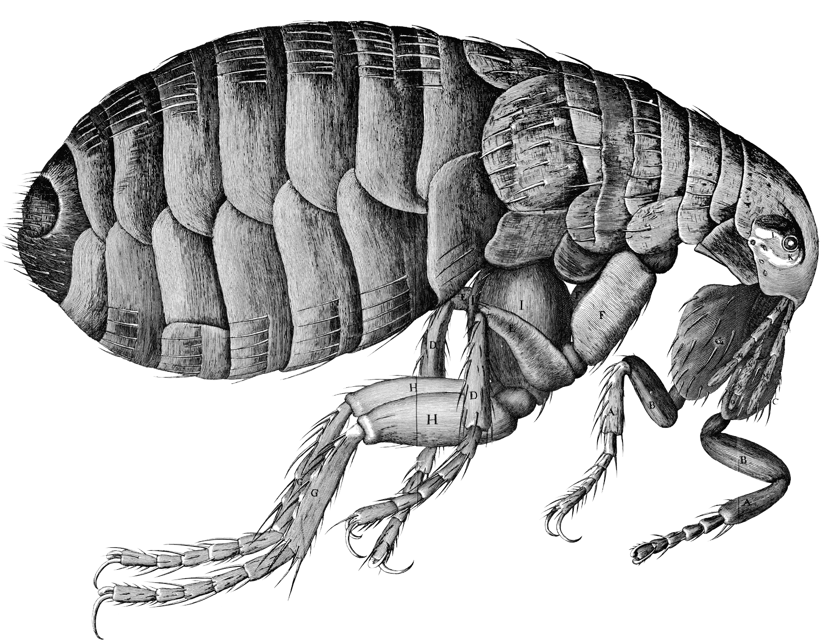 bugs 桌布 壁紙 — 一幅高度詳細的黑白解剖插圖，展示了一隻帶有標籤部分和紋理外骨骼的跳蚤。