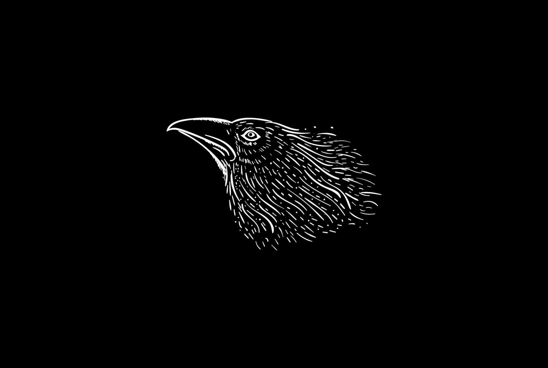 Raven 桌布 壁紙 — 一幅鮮明的白色線條藝術插圖，描繪烏鴉頭部，帶有細緻的羽毛筆觸，背景為純黑色。