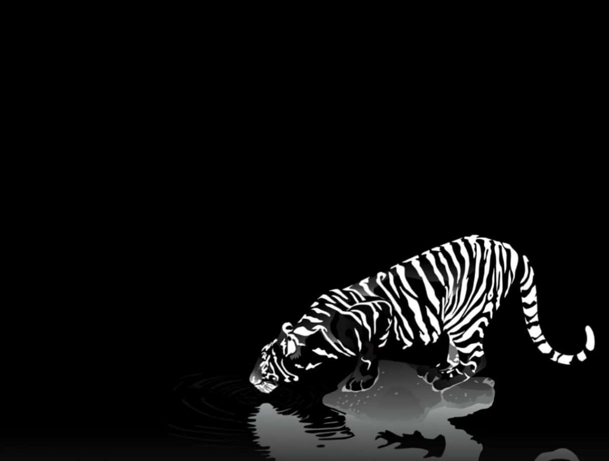Cool Black And White 桌布 壁紙 — 一幅鮮明的黑白插圖，描繪一隻斑馬紋老虎在空無一物的黑色背景前，從反射的水池中飲水。