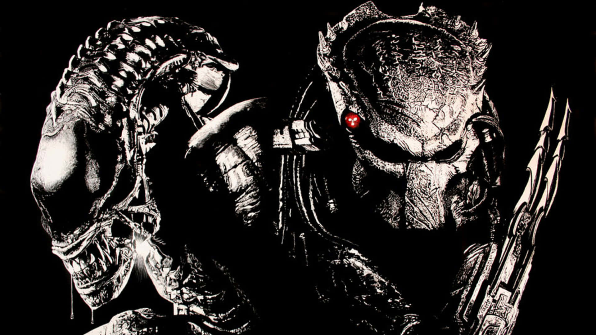 Wolf Predator 桌布 壁紙 — 一幅鮮明的黑白插圖，描繪了在黑暗背景下對峙的兇猛異形和終極戰士。