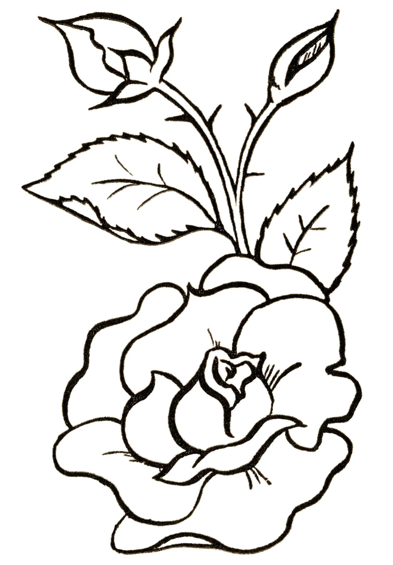 黑色藝術 桌布 壁紙 — 一幅黑白線條畫，描繪一朵盛開的玫瑰，帶有兩個花蕾和葉子，長在纖細的莖上。