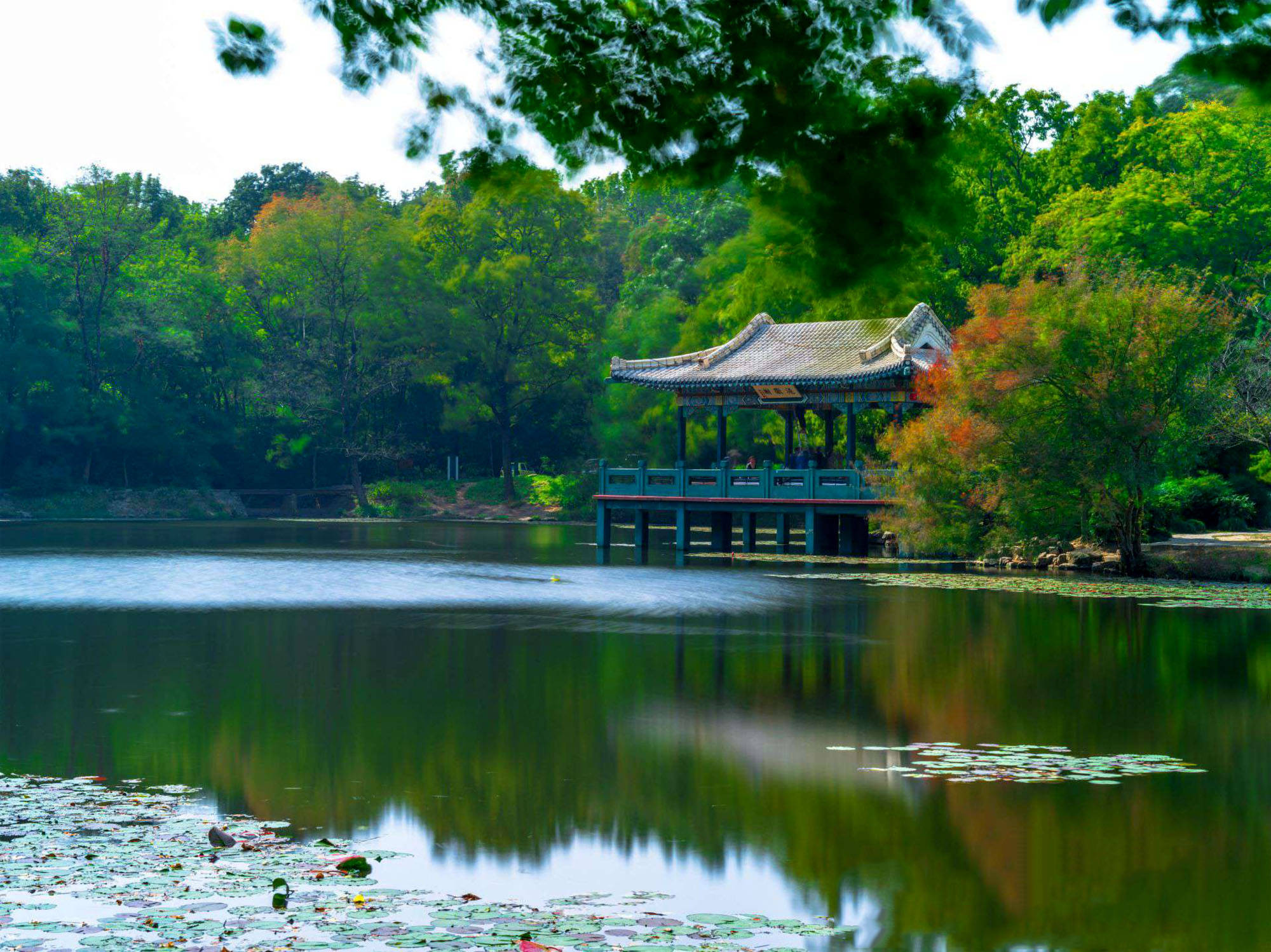 Nanjing 桌布 壁紙 — 一座傳統亭閣矗立在平靜的湖面上，四周環繞著茂密的綠樹和睡蓮，天空晴朗。