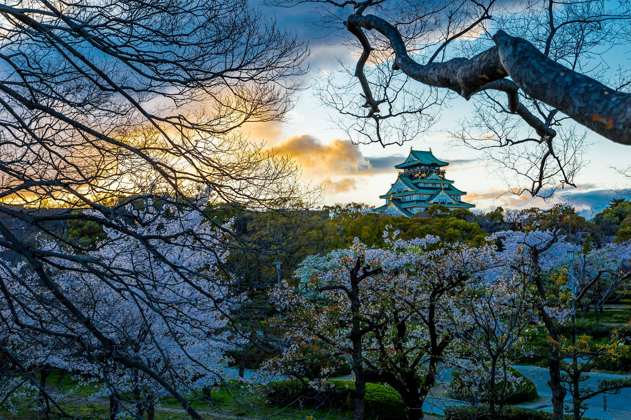 Osaka Castle 桌布 壁紙 — 一座傳統日本城堡，在日落時分被光禿的樹枝和盛開的櫻花所環繞。
