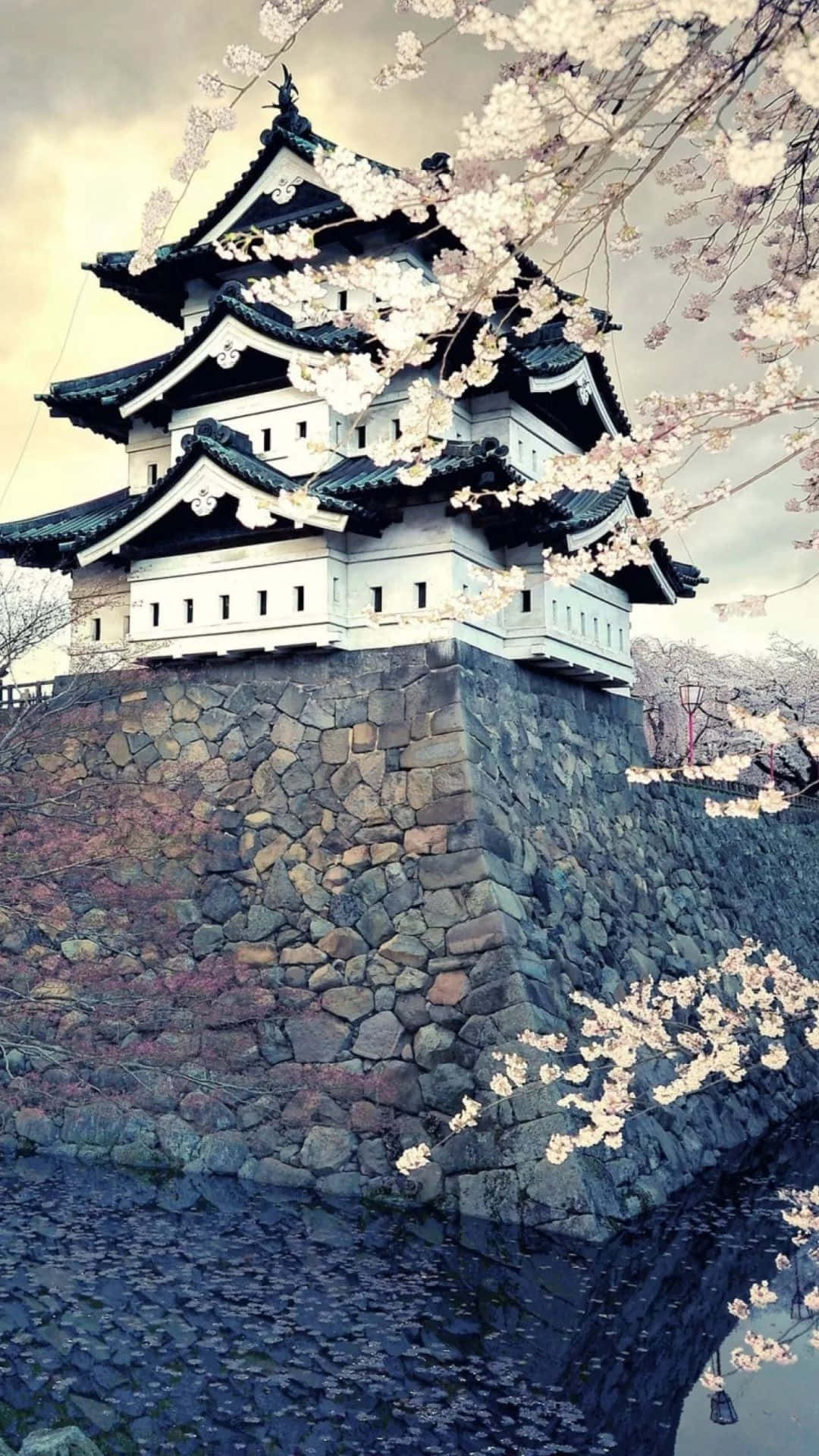 日本 桌布 壁紙 — 一座傳統日本城堡，擁有黑色瓦頂和白色牆壁，矗立在石牆後面，被盛開的櫻花環繞，在陰天下的平靜水面上倒映。