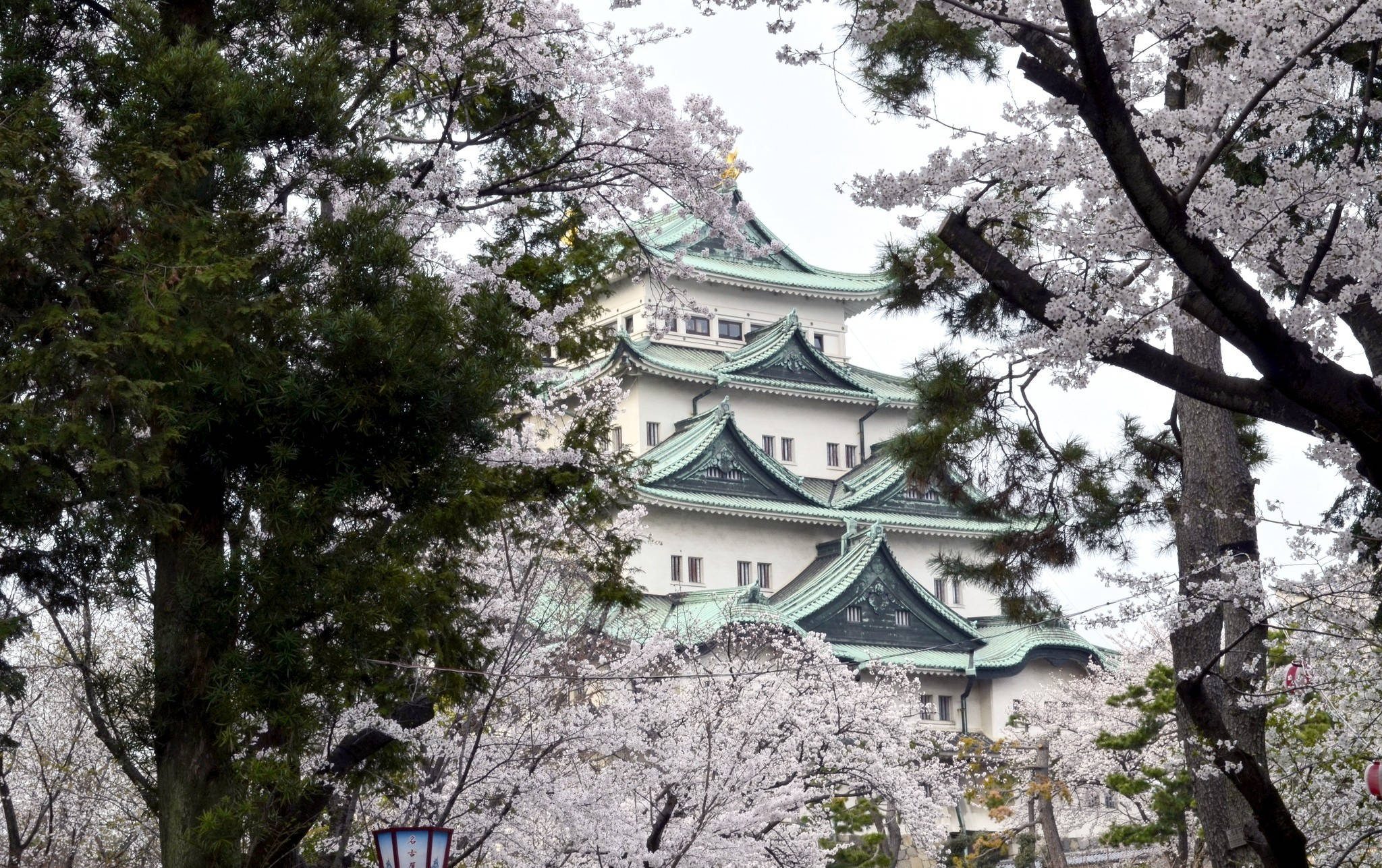 Osaka Castle 桌布 壁紙 — 一座傳統日本城堡，綠色瓦片屋頂，從盛開的白色櫻花和常綠樹的樹冠中探出頭來。