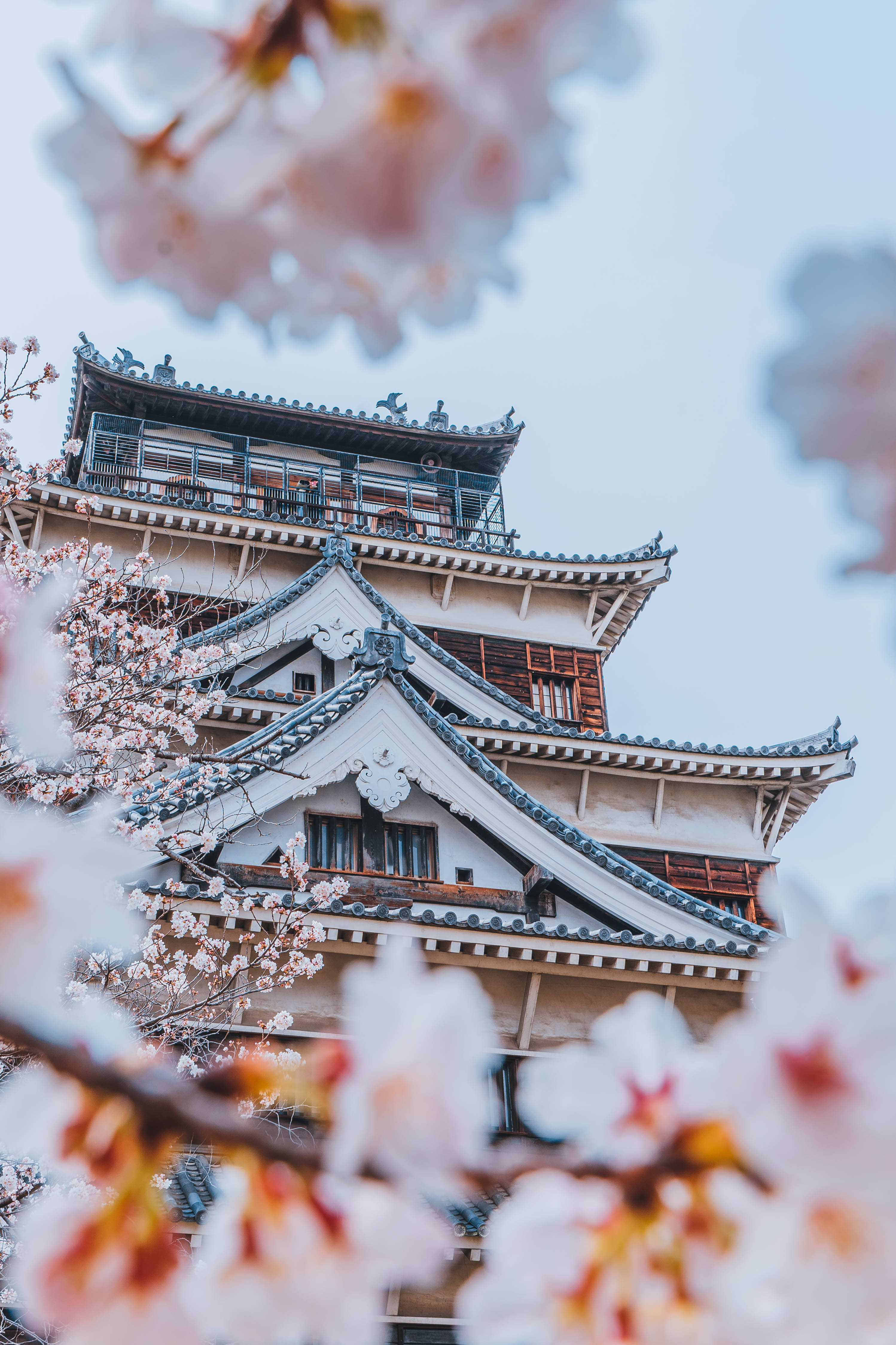 櫻花 桌布 壁紙 — 一座傳統日本城堡，被盛開的柔和粉紅櫻花環繞，映襯著淡色天空。