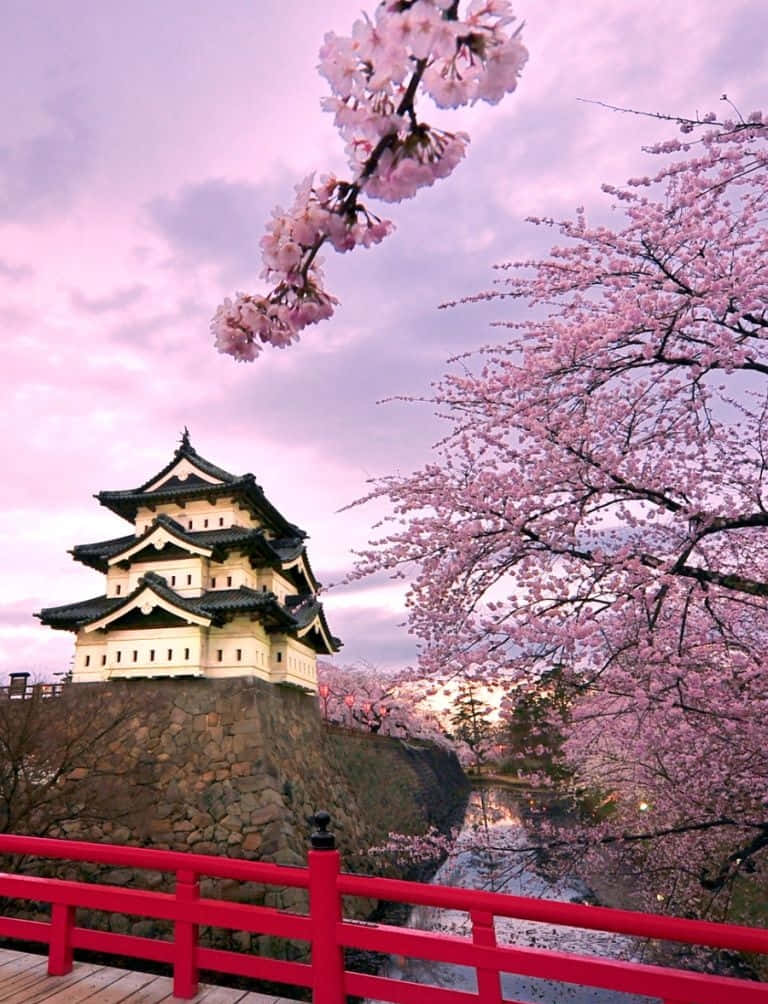 日本 桌布 壁紙 — 一座傳統日本城堡在粉紅色暮色天空下寧靜地矗立，周圍環繞著盛開的櫻花和一座鮮紅色的橋樑。